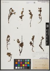Foto von Salix waldsteiniana Willd.